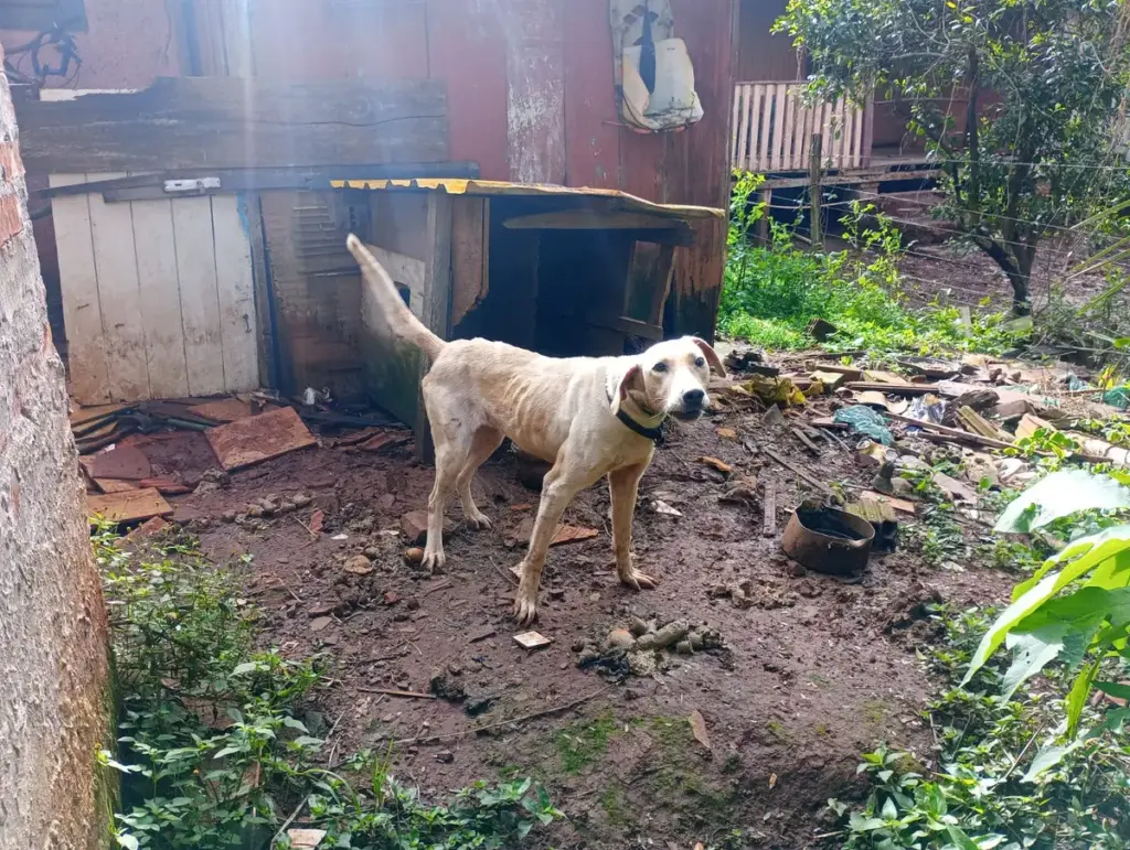 Oito cães são resgatados em situação de maus-tratos no RS - Studio TV
