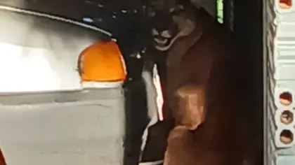 Onça-parda invade garagem de casa e mobiliza Polícia Ambiental no Noroeste do RS - Studio TV