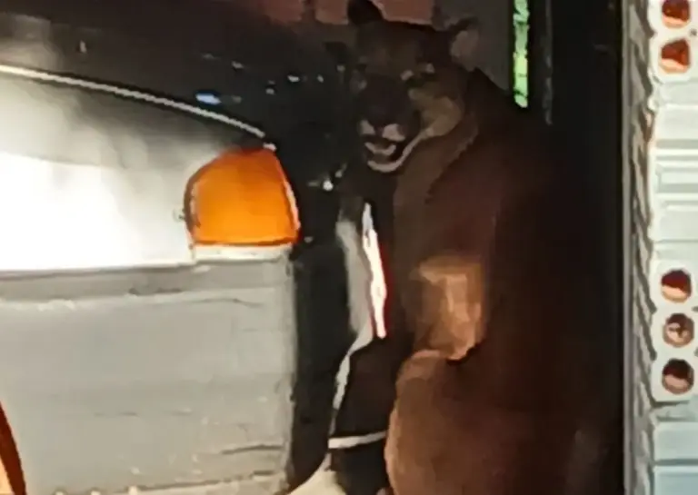 Onça-parda invade garagem de casa e mobiliza Polícia Ambiental no Noroeste do RS - Studio TV