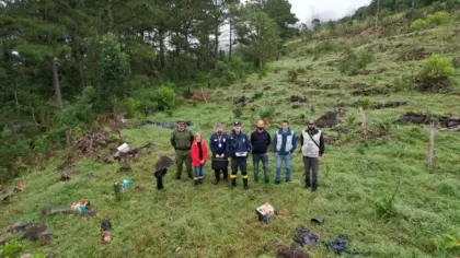 Operação identifica 100 hectares de desmatamento e mais de R$ 24 milhões em danos ambientais no RS - Studio TV