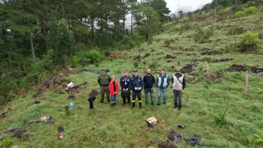 Operação identifica 100 hectares de desmatamento e mais de R$ 24 milhões em danos ambientais no RS - Studio TV