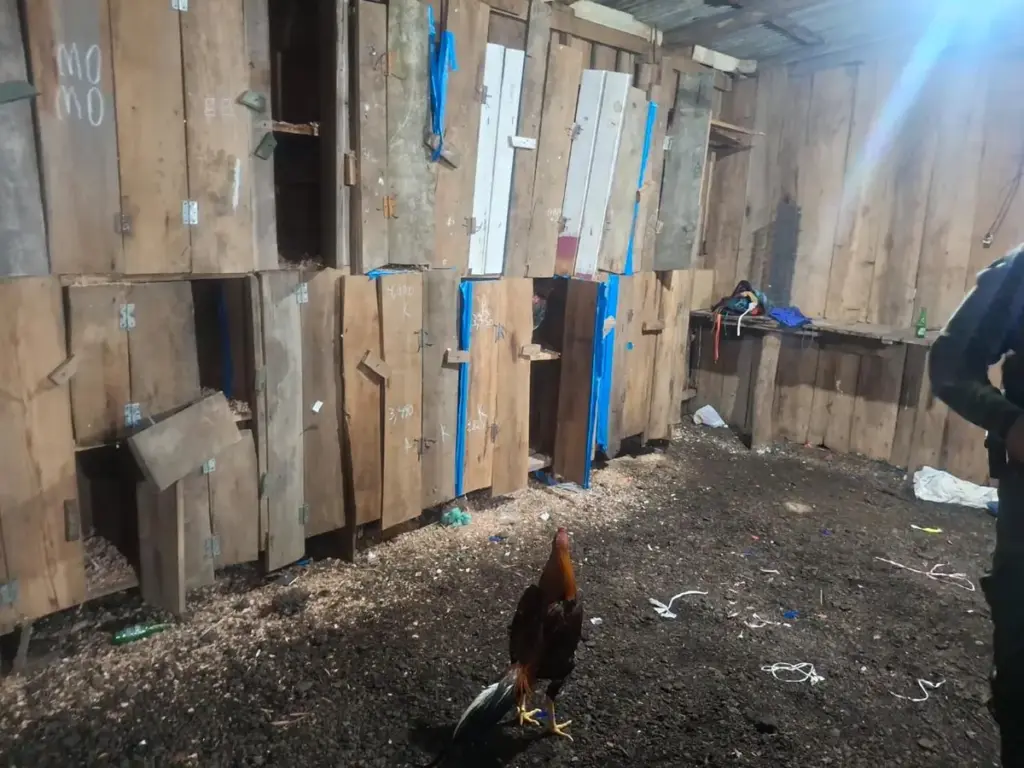 Polícia resgata 57 galos em rinha clandestina no interior de Mato Castelhano - Studio TV