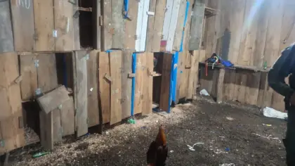 Polícia resgata 57 galos em rinha clandestina no interior de Mato Castelhano - Studio TV