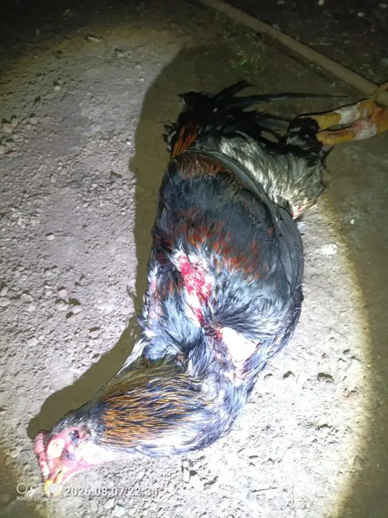 Polícia resgata 57 galos em rinha clandestina no interior de Mato Castelhano - Studio TV