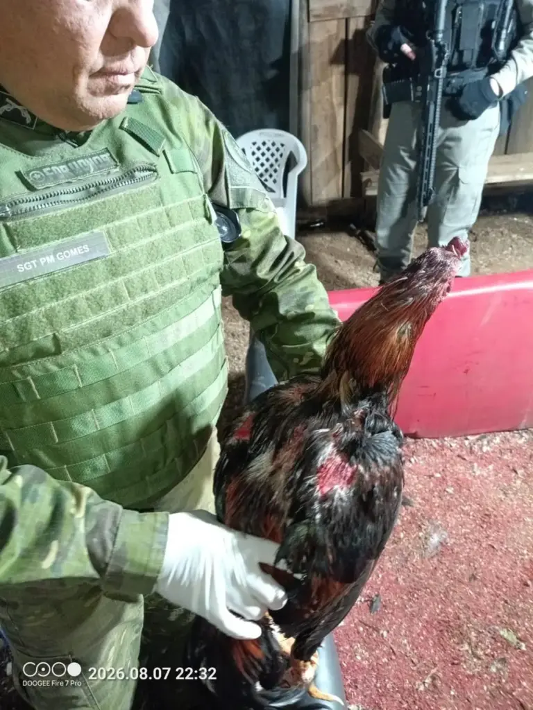 Polícia resgata 57 galos em rinha clandestina no interior de Mato Castelhano - Studio TV