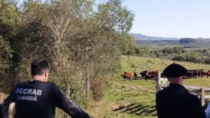 Policiais a cavalo localizam sete novilhas furtadas no Sul do Rio Grande do Sul - Studio TV