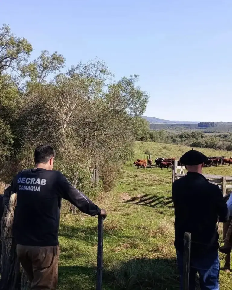 Policiais a cavalo localizam sete novilhas furtadas no Sul do Rio Grande do Sul - Studio TV