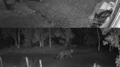 Possível onça-parda é registrada por câmeras de segurança no interior de Humaitá - Studio TV