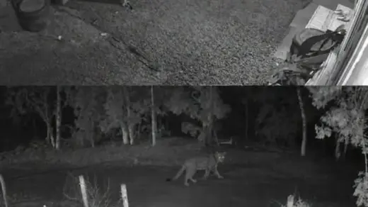 Possível onça-parda é registrada por câmeras de segurança no interior de Humaitá - Studio TV