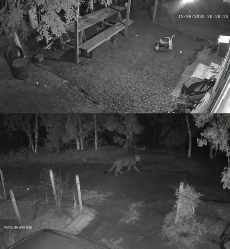 Possível onça-parda é registrada por câmeras de segurança no interior de Humaitá - Studio TV