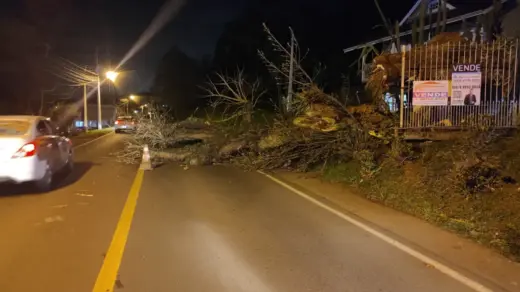 Queda de árvore bloqueia parcialmente a ERS-373 em Gramado - Studio TV
