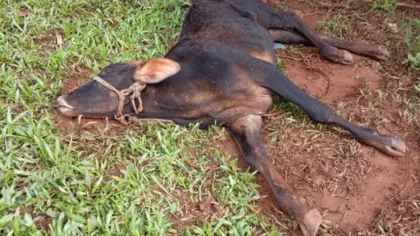 Raiva herbívora preocupa produtores após morte de animais em Crissiumal - Studio TV