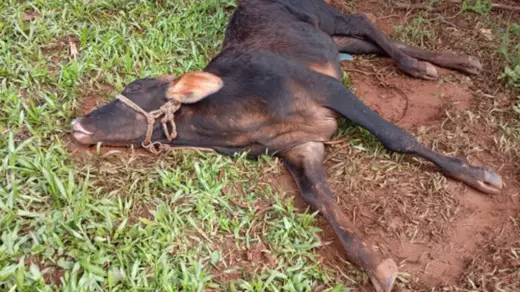 Raiva herbívora preocupa produtores após morte de animais em Crissiumal - Studio TV