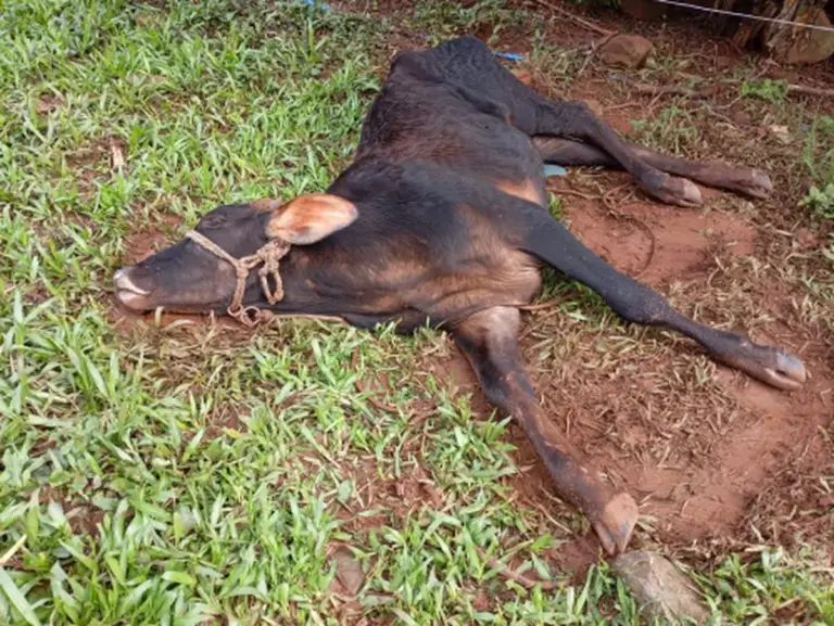 Raiva herbívora preocupa produtores após morte de animais em Crissiumal - Studio TV