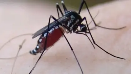 Santa Catarina registra primeira morte por Febre do Nilo Ocidental - Studio TV