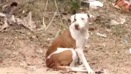 Latidos de cadela ajudam a salvar recém-nascido abandonado dentro de sofá - Studio TV