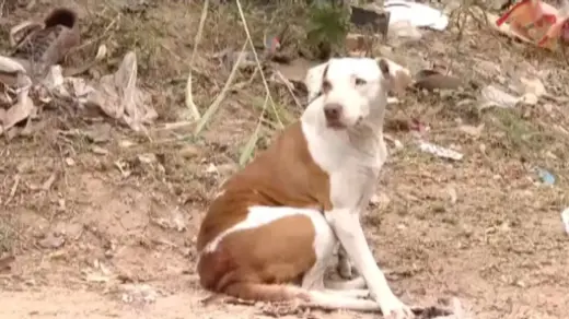 Latidos de cadela ajudam a salvar recém-nascido abandonado dentro de sofá - Studio TV