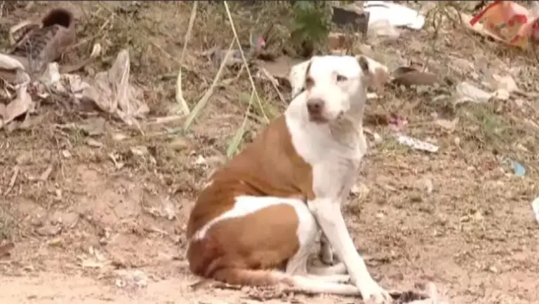 Latidos de cadela ajudam a salvar recém-nascido abandonado dentro de sofá - Studio TV