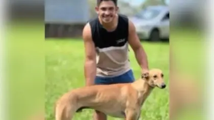 Trabalhador morre após ataque de abelhas e queda na Região Central do RS - Studio TV