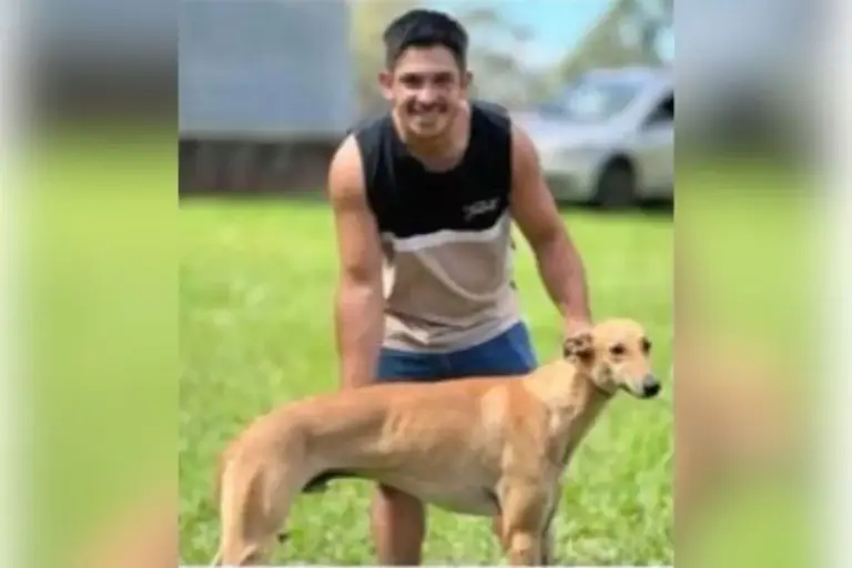 Trabalhador morre após ataque de abelhas e queda na Região Central do RS - Studio TV