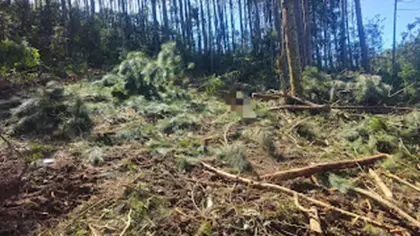 Trabalhador morre após ser atingido por árvore na zona rural de Fontoura Xavier - Studio TV