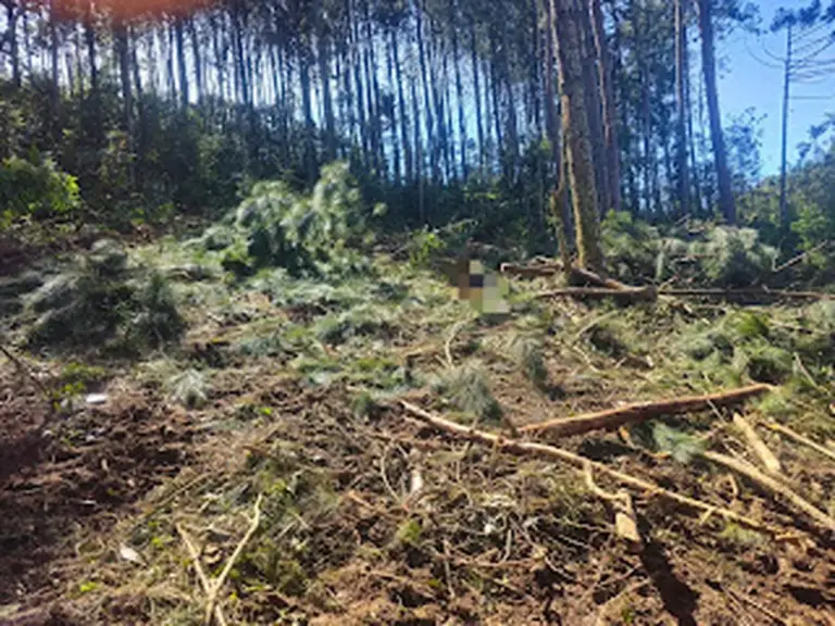 Trabalhador morre após ser atingido por árvore na zona rural de Fontoura Xavier - Studio TV