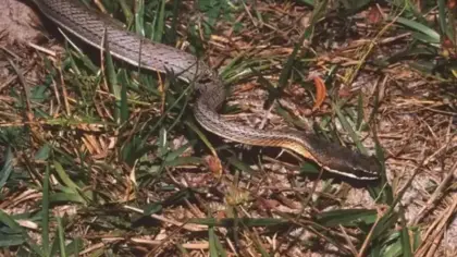 Trabalhador picado por cobra em empresa do RS receberá R$ 20 mil - Studio TV
