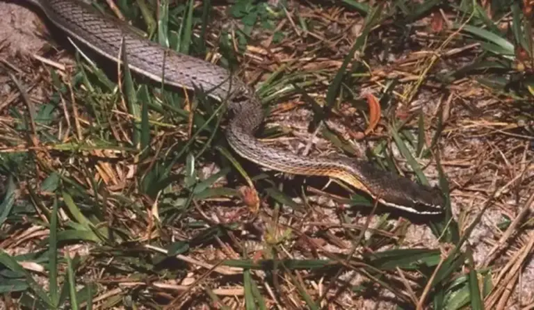 Trabalhador picado por cobra em empresa do RS receberá R$ 20 mil - Studio TV
