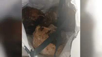 Três crânios humanos são encontrados em sacola com paciente do Caps em Taquara - Studio TV