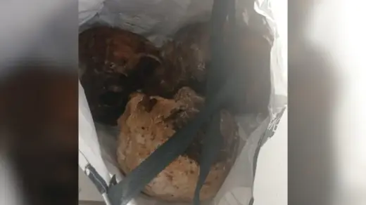 Três crânios humanos são encontrados em sacola com paciente do Caps em Taquara - Studio TV