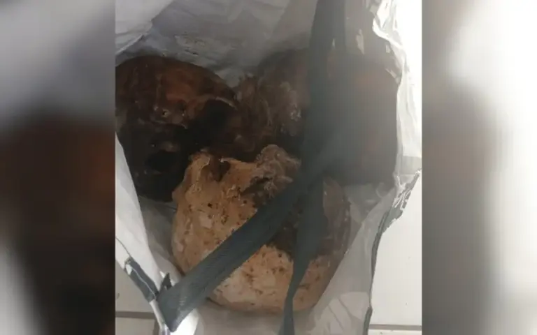 Três crânios humanos são encontrados em sacola com paciente do Caps em Taquara - Studio TV