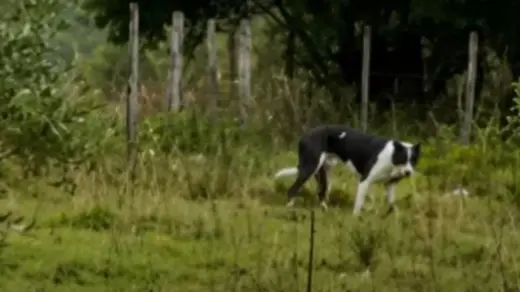 Ataque de cães deixa seis ovelhas mortas e gera prejuízo a produtor em Santana do Livramento - Studio TV