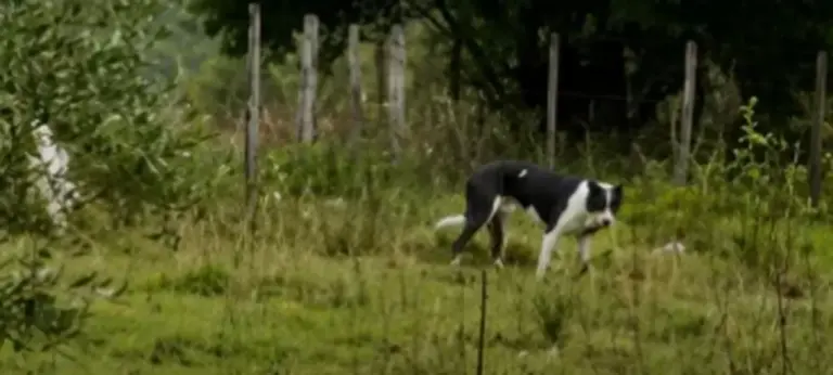 Ataque de cães deixa seis ovelhas mortas e gera prejuízo a produtor em Santana do Livramento - Studio TV