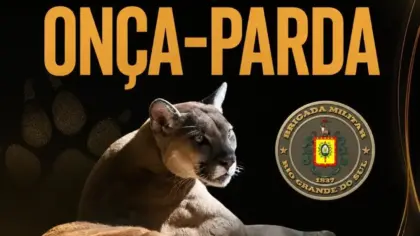 Brigada Militar orienta moradores após possível avistamento de onça-parda em Ametista do Sul - Studio TV