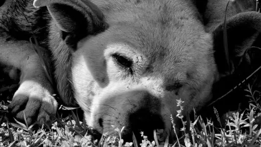Cachorrinha morre após ser encontrada com graves ferimentos em Passo Fundo - Studio TV