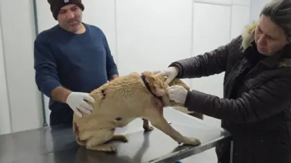 Cachorrinha morre após ser encontrada com graves ferimentos em Passo Fundo - Studio TV