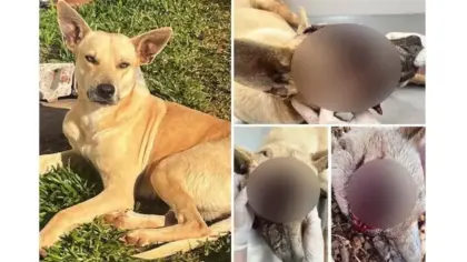Cachorro de rua morre após sofrer golpes na cabeça em Humaitá - Studio TV