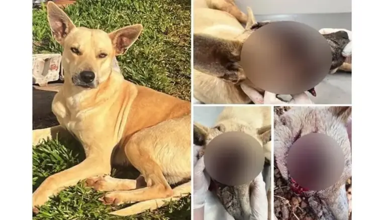 Cachorro de rua morre após sofrer golpes na cabeça em Humaitá - Studio TV