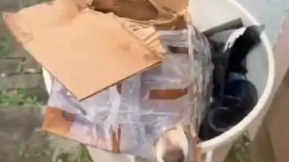 Cachorro é encontrado amarrado dentro de caixa de papelão em lixeira - Studio TV