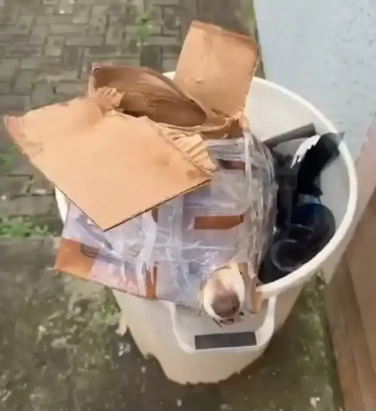 Cachorro é encontrado amarrado dentro de caixa de papelão em lixeira - Studio TV