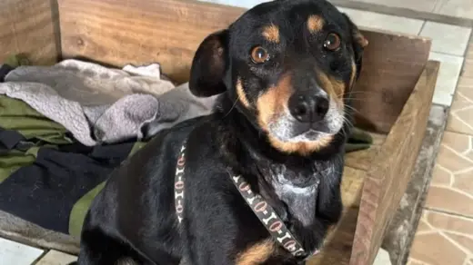 Cachorrinha é resgatada após ser encontrada amarrada com fios de luz na Serra Gaúcha - Studio TV