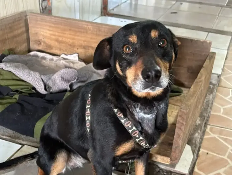 Cachorrinha é resgatada após ser encontrada amarrada com fios de luz na Serra Gaúcha - Studio TV