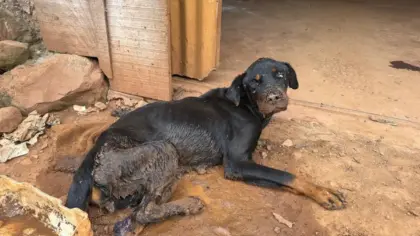Cadela em grave estado de saúde é resgatada após denúncia de maus-tratos em Erval Seco - Studio TV