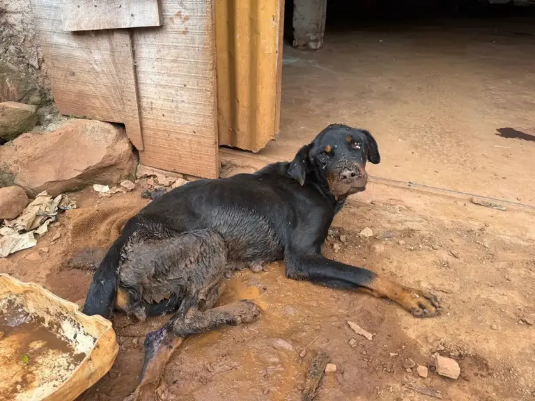 Cadela em grave estado de saúde é resgatada após denúncia de maus-tratos em Erval Seco - Studio TV