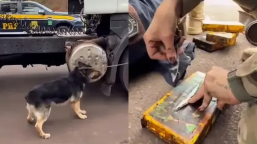 Cães farejadores localizam 35 quilos de drogas escondidos em carreta - Studio TV