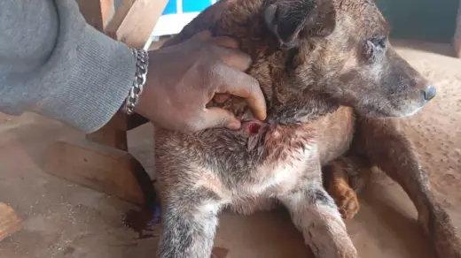 Cão é resgatado após possível ataque de animal silvestre em Passo Fundo - Studio TV