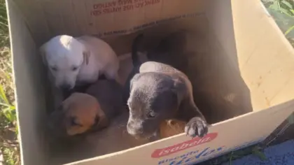 Cinco filhotes de cachorro são encontrados abandonados dentro de caixa em Garibaldi - Studio TV