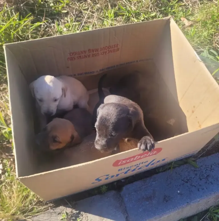 Cinco filhotes de cachorro são encontrados abandonados dentro de caixa em Garibaldi - Studio TV