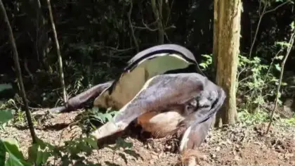 Cinco vacas morrem após ingerirem planta tóxica em propriedade rural - Studio TV