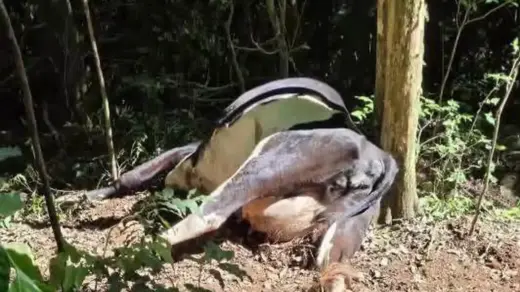 Cinco vacas morrem após ingerirem planta tóxica em propriedade rural - Studio TV